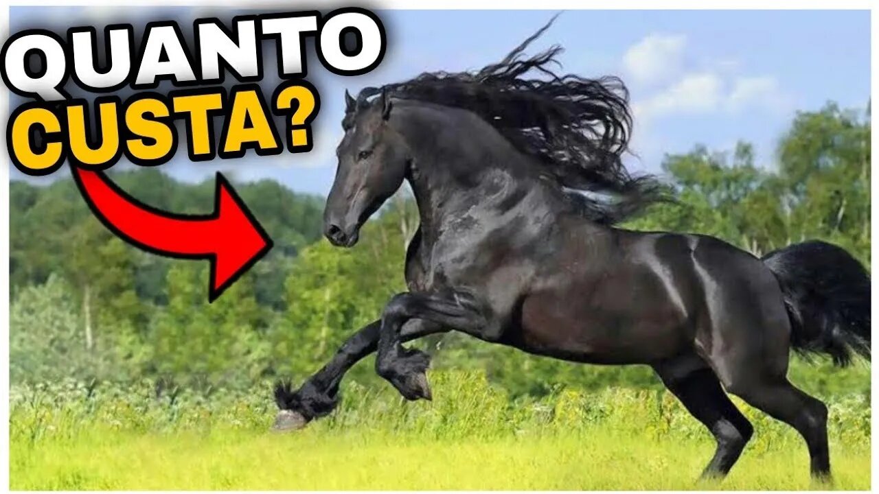 TOP 5 CAVALOS MAIS CARO DO MUDO