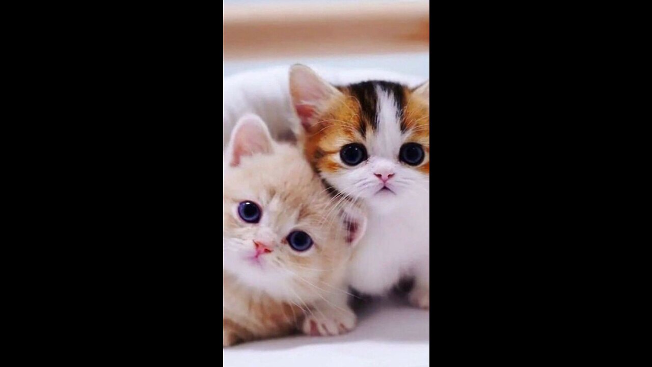 The tiny kittens are friends with the duckling. 😻 So cute