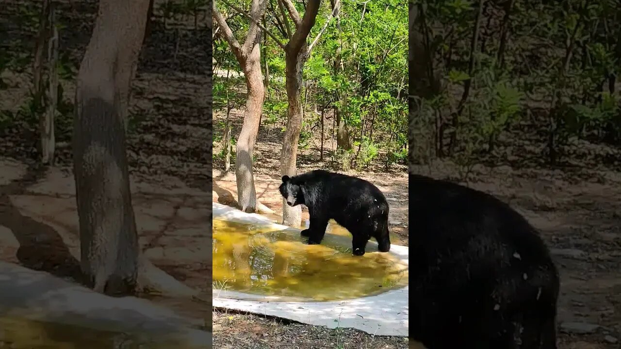 #ytshorts #shorts #viral #trending #funny #bear roar😟☹️