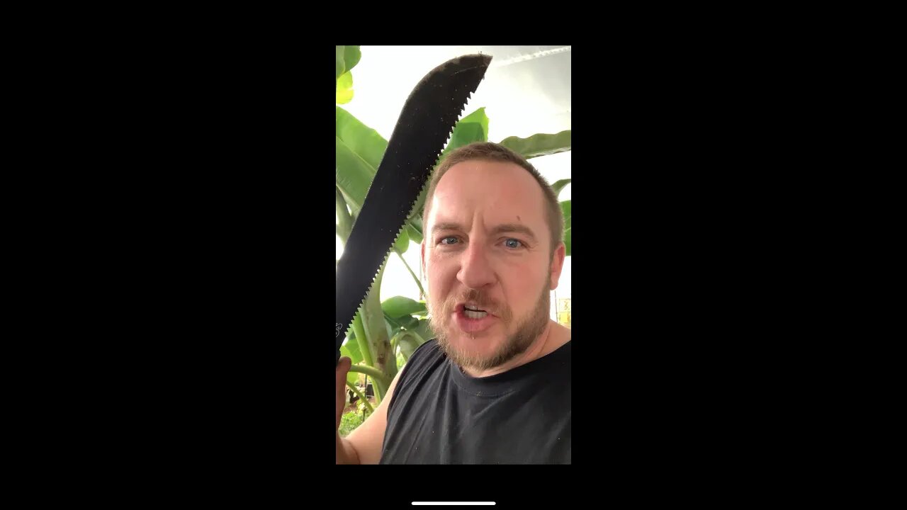 #machete #fun 🍌 at the #saskatchewan #canada #banana #plantation 🤪 #greenhouse #homestead