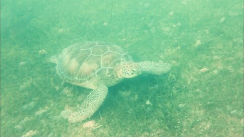 A Sea Turtle Yummy Yummy