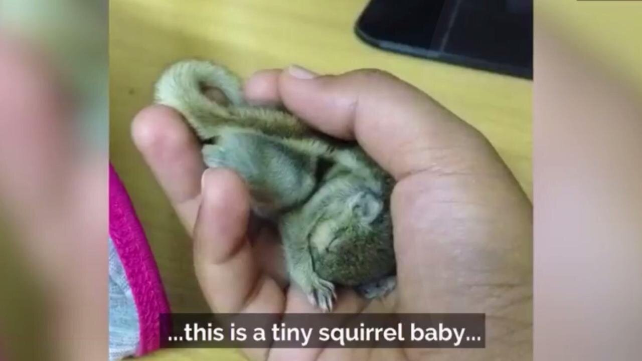 Baby Squirrel became best friend forever