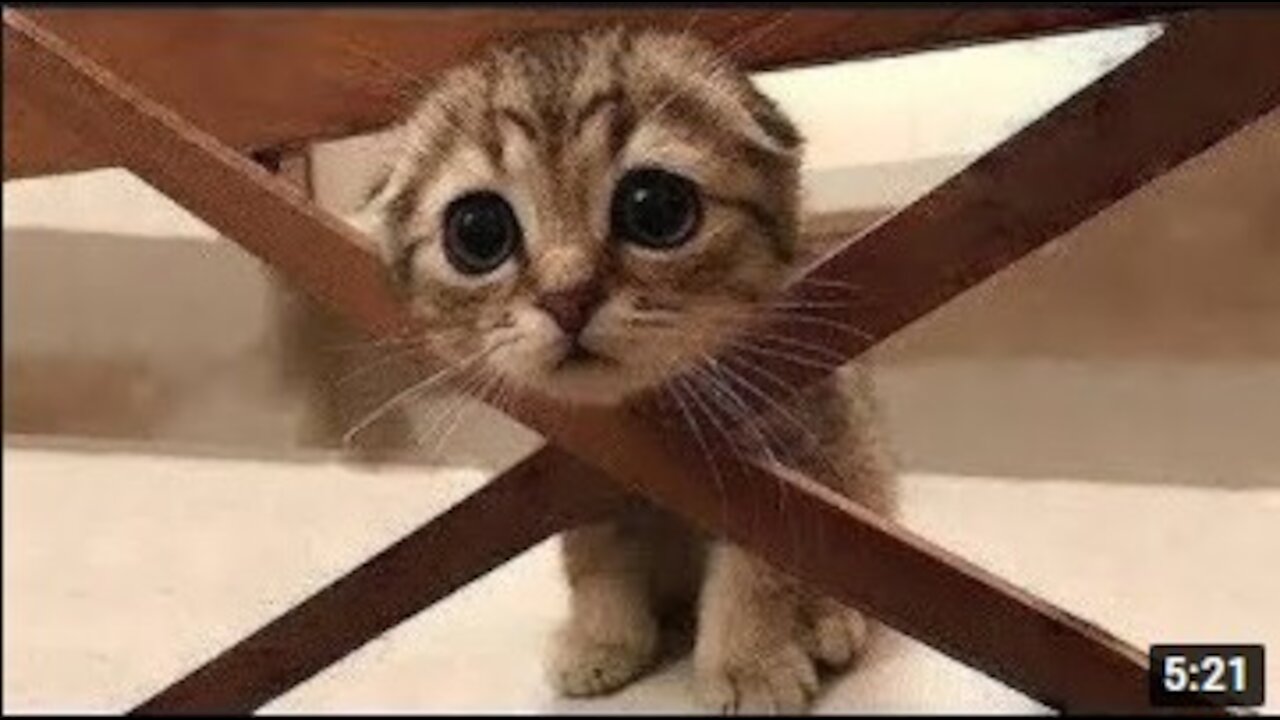 Cute And Funny Pets | Try Not To Laugh To These Pets Compilation