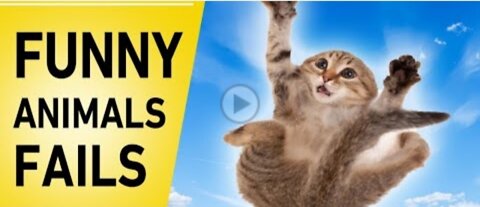 Funny animals fail 😹