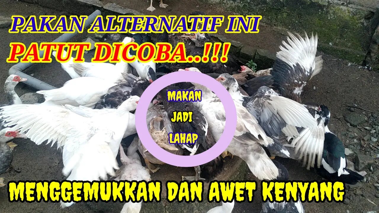 PAKAN ALTERNATIF INI AKAN BUAT ENTOK KITA CEPAT GEMUK DAN AWET KENYANG