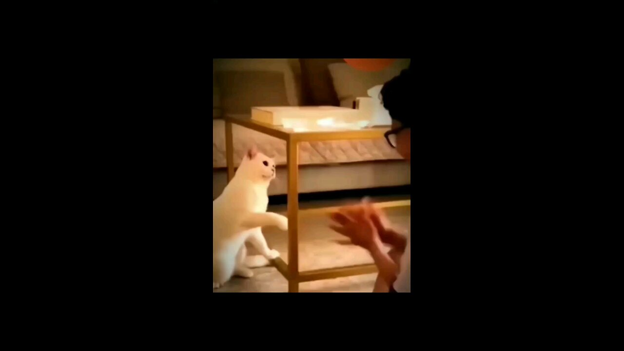 cat fighting with boy funny video 😂😭😂