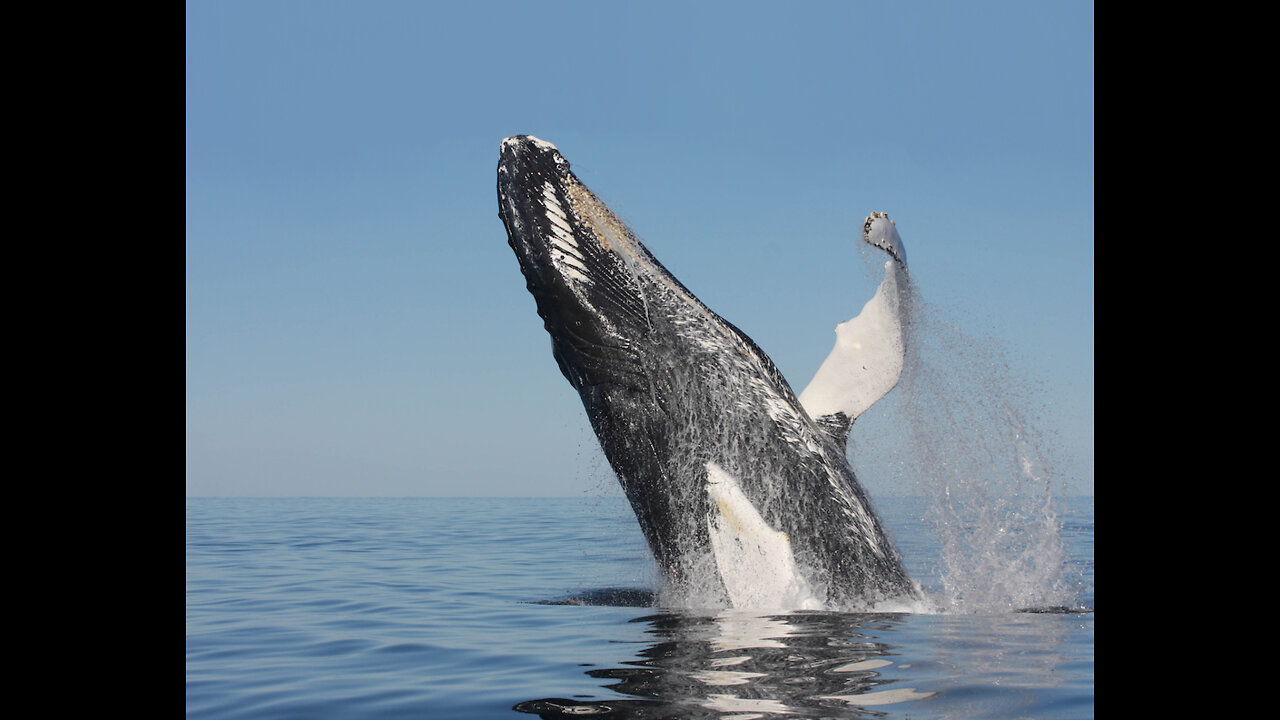 Whales off White Horse Beach