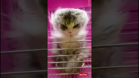 Caption this #tiktok #cute #funnyanimals #funnyvideos #cat