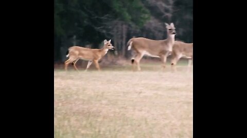 Deer in the field