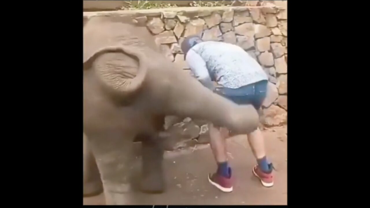 Naughty elephant kicks a man's butt