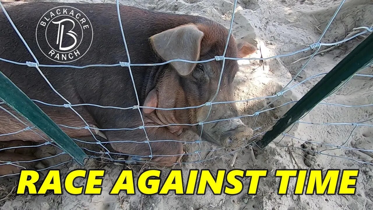 Ep. 292 - Hog Pen and Farrowing Shelter Build on the Ranch