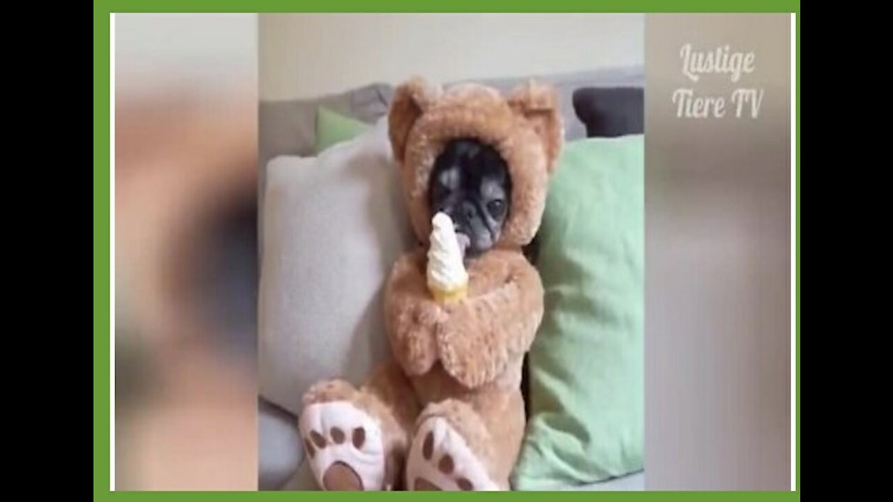 OMG Super Cute ♡ Best Funny Cats and Dogs video lol