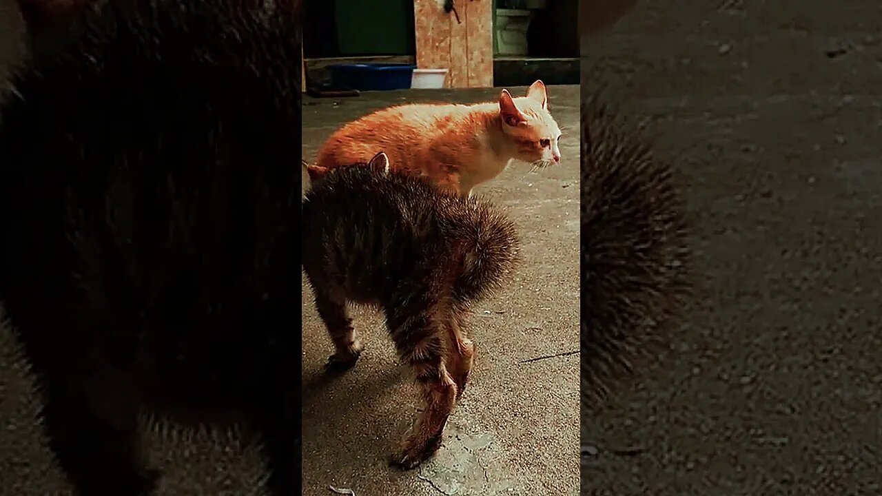 Cute Cat roaring || cute cats fight ||#funnycats #cats #cutecats #babycats