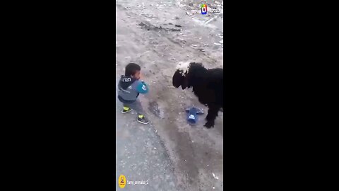 funny animals around the world
