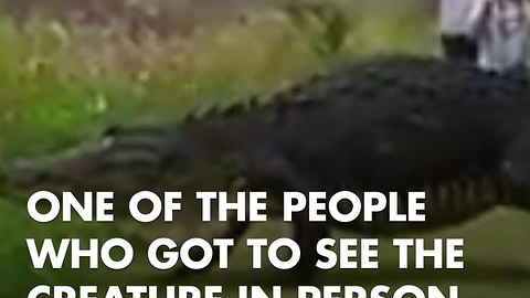 Watch: Internet Freaks After Woman Films Scene Straight From “Jurassic Park”