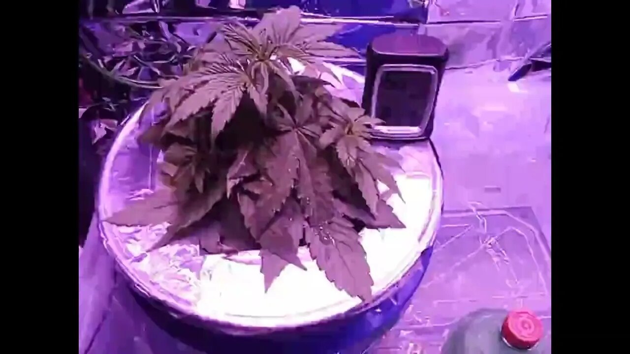 Seedsman Northern Lights Auto Day 22
