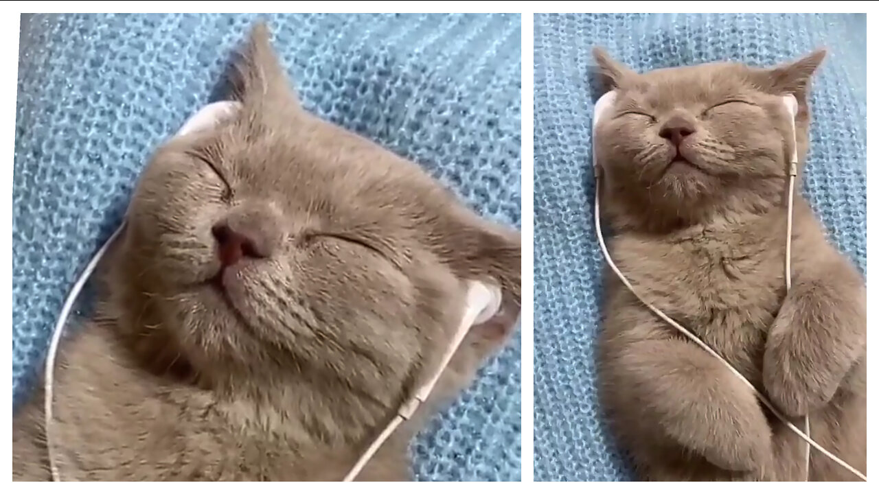 The kitten decides to take a nap in a truly strange position