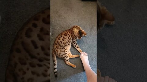 Foot love 😹🐆😾