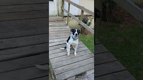Fred Needs A Forever Home!
