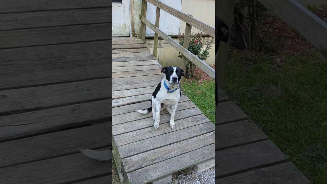 Fred Needs A Forever Home!