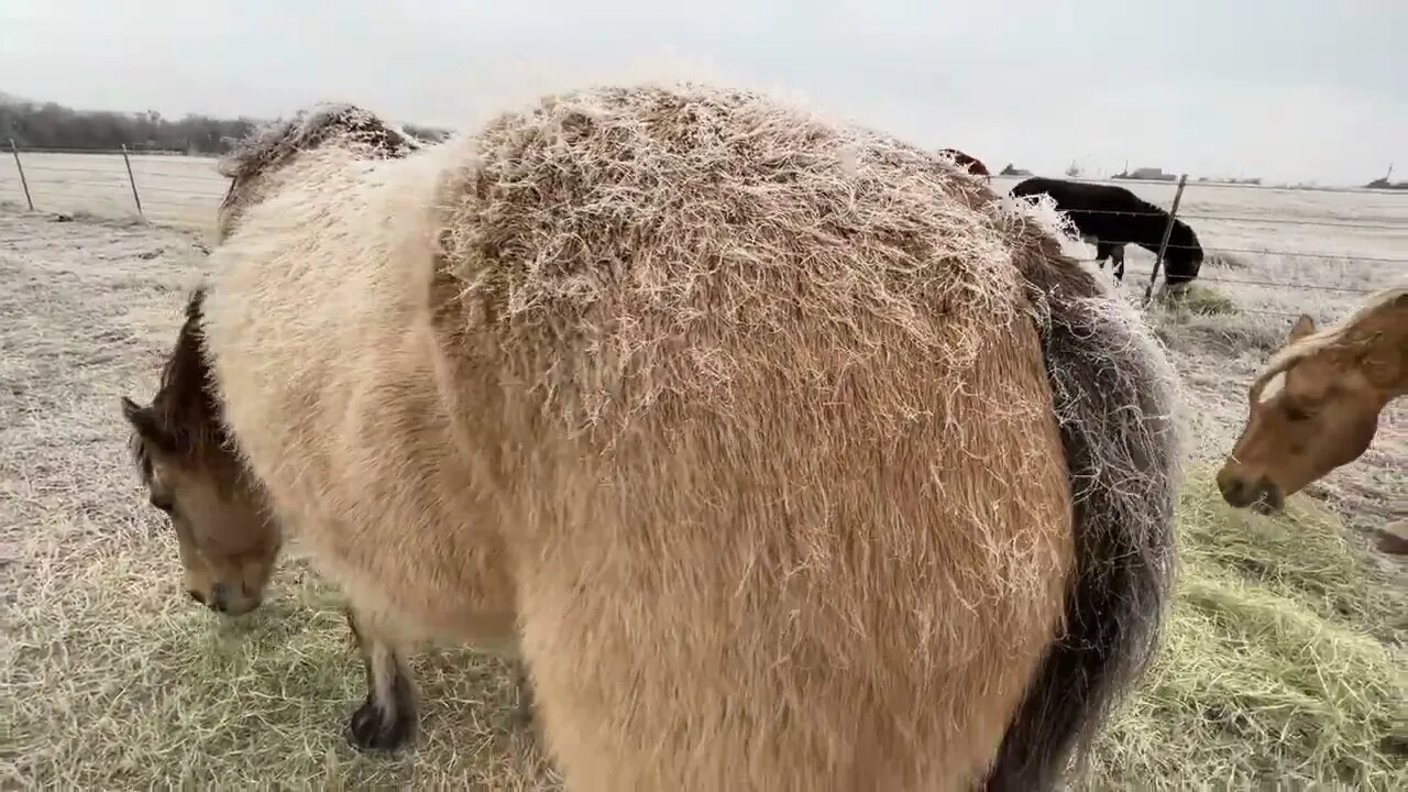 Texas Winter Ice - Mokie Does Dead Kittie Trick - Winter Engine Care - Horses Tapping A Nap