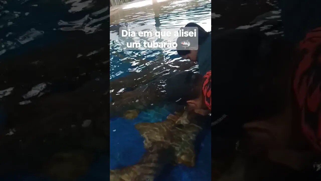 Dia que alisei um tubarão coração a mil muita emoção.