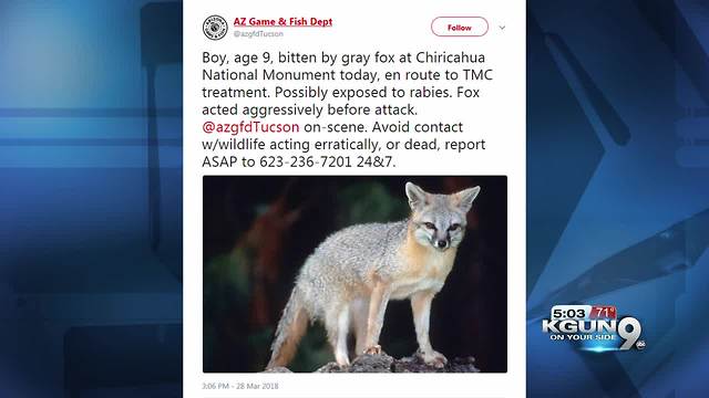 Boy, 9, bitten by possible rabid fox at Chiricahua National Monument