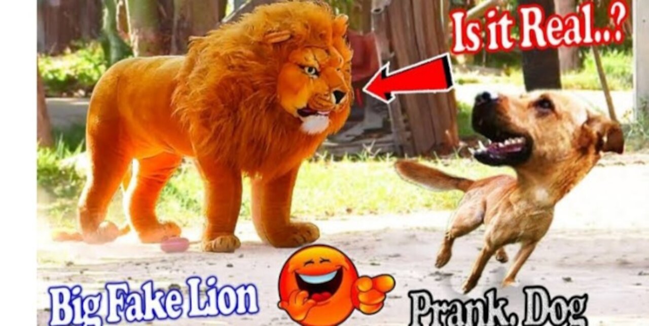 funny Lion prank on dogs .