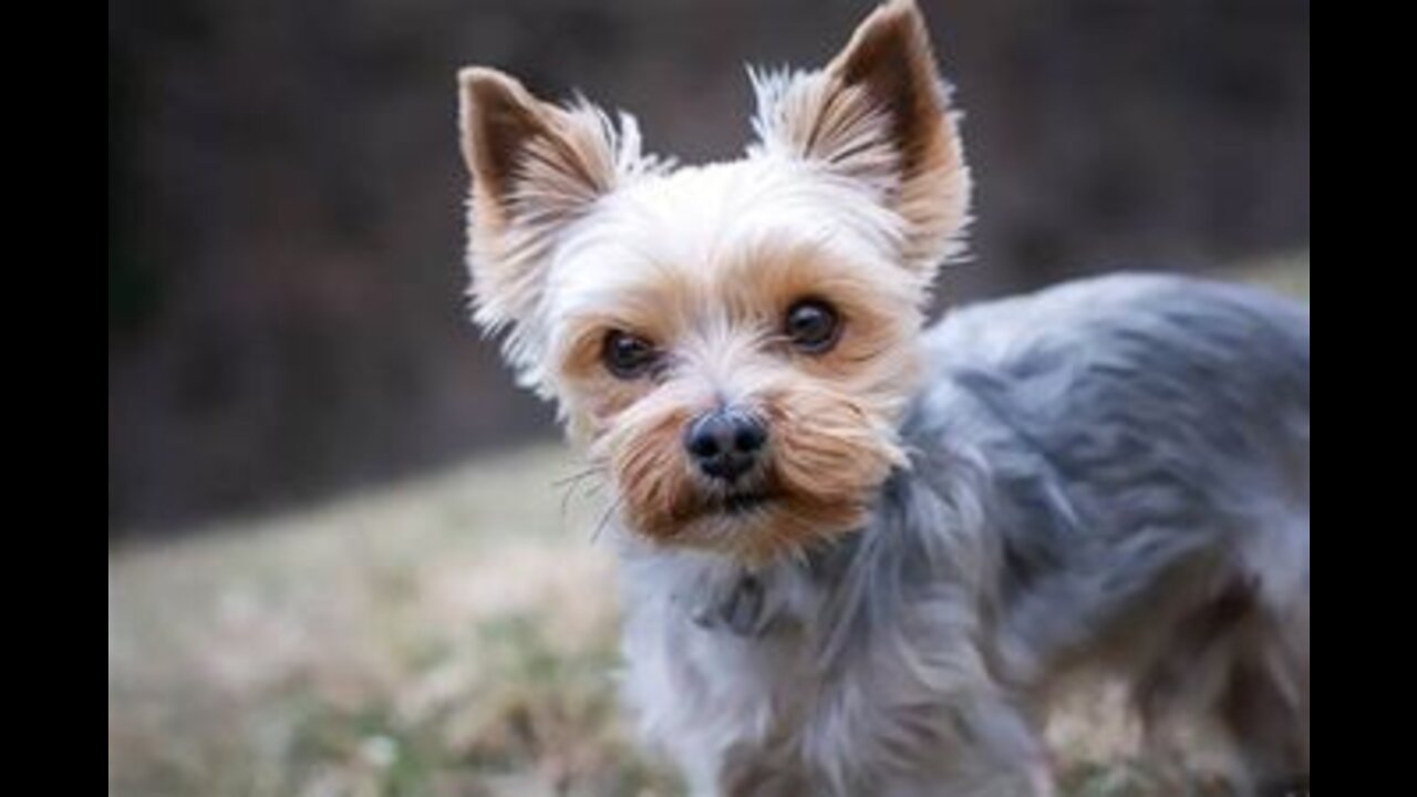 The Meaning Behind 21 Strangest Dog Behaviors | Jaw-Dropping Facts about Dogs