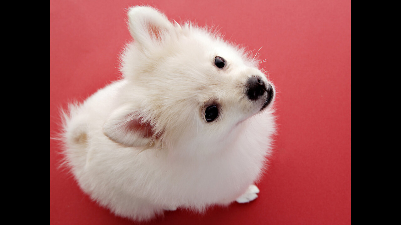 Very cute White swiss shepherd