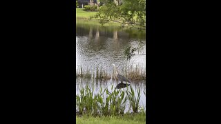 Great Blue Heron in Paradise #4K￼