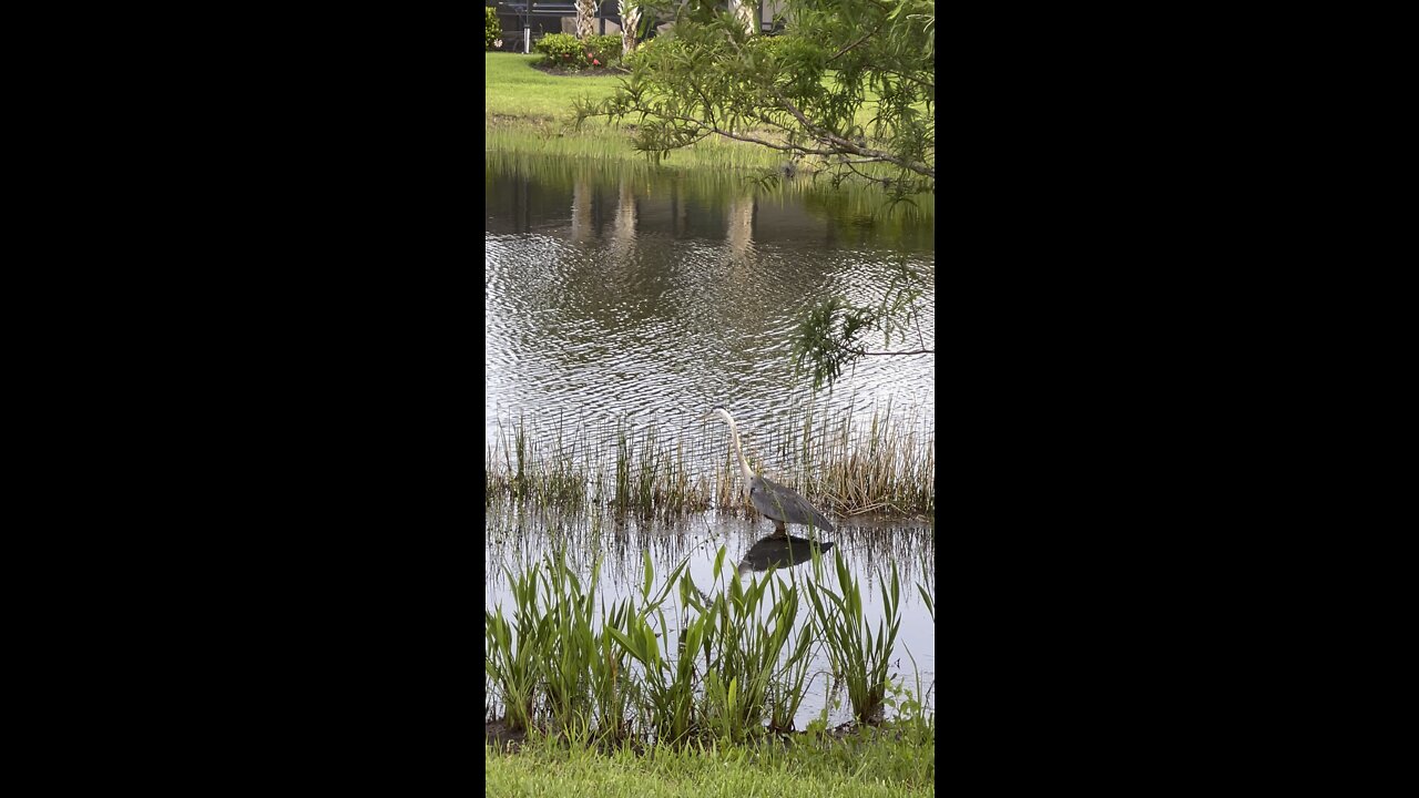 Great Blue Heron in Paradise #4K￼