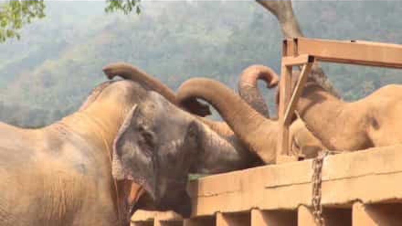 Teneri elefanti danno il benvenuto a un elefante cieco