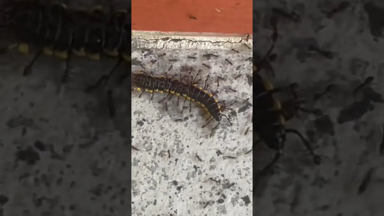 Ants KILL and carry away a millipede in the Philippines!