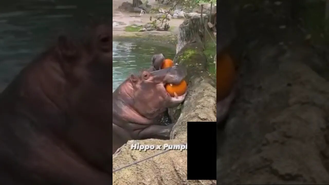 short short video