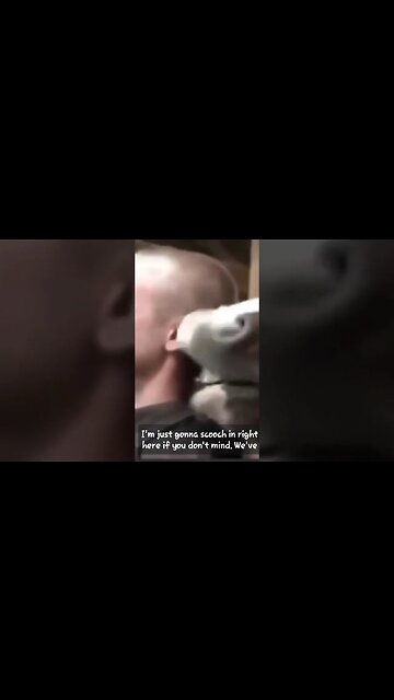 Horses!!! #shorts #viral #horse