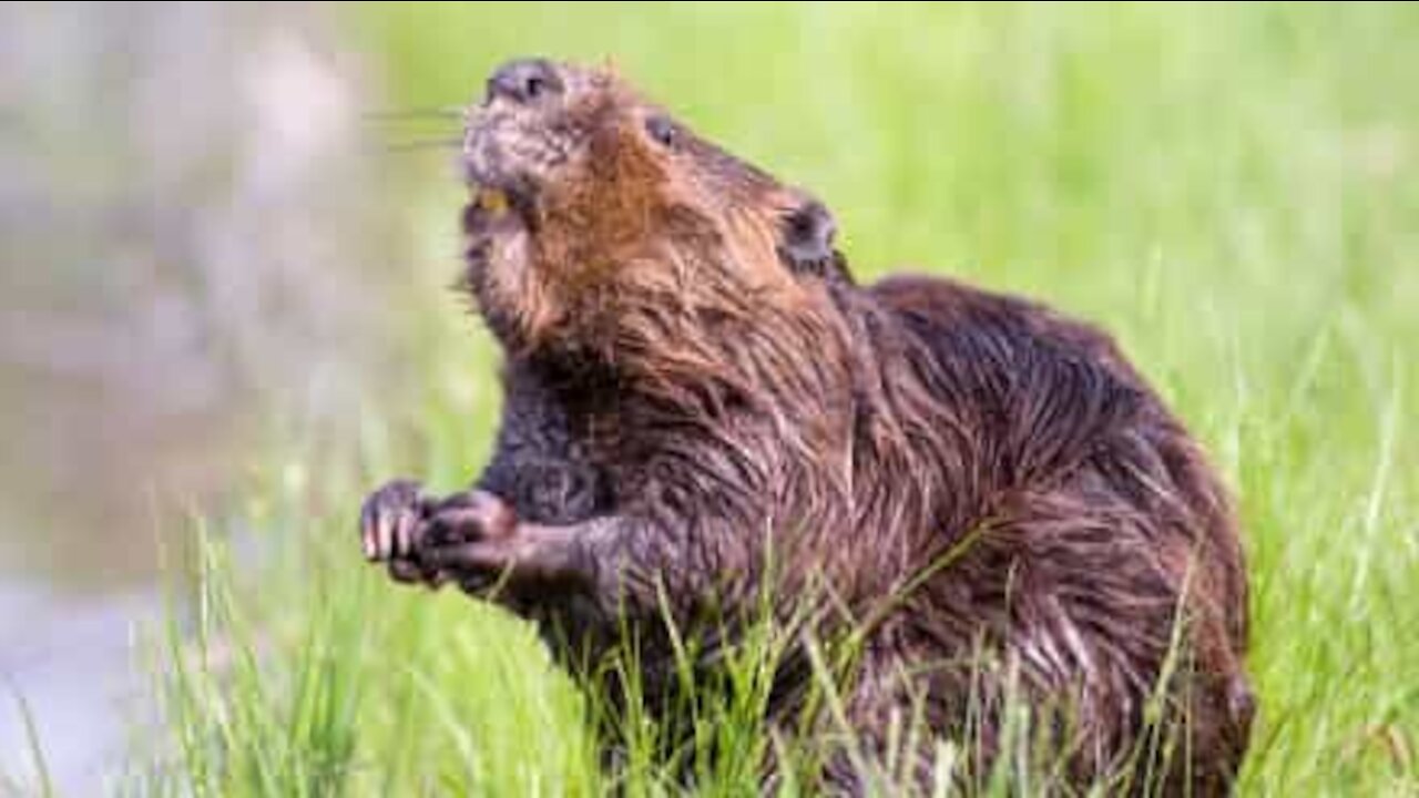 Marmota come pêssegos do vizinho há anos!