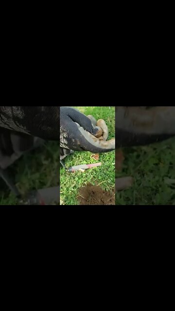 missed money #treasure #relic #coins #fossil #silver #metaldetecting #civilwar #buttons #trending