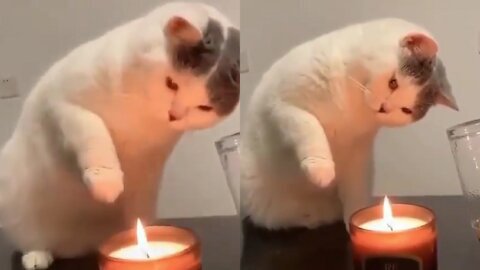 Cat's first candle encounter