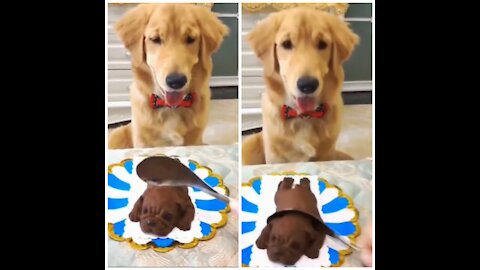 Dog Watching Its Owner Take The Dog's Head Out Of The Cake.