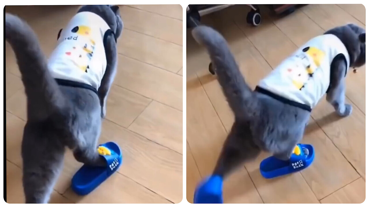 Cat walking with sandals