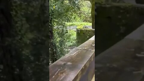 Dog having his own fun.. 😅