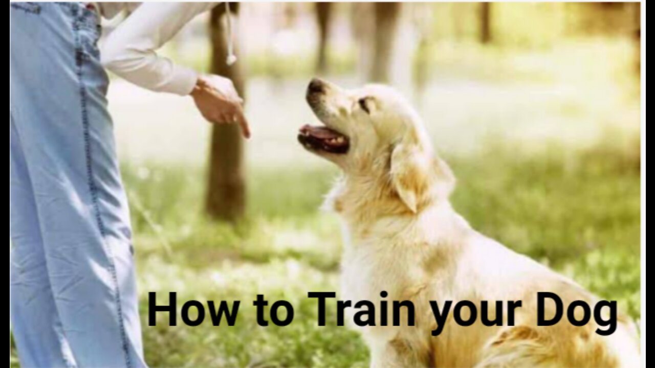How To Train Your Dog easily
