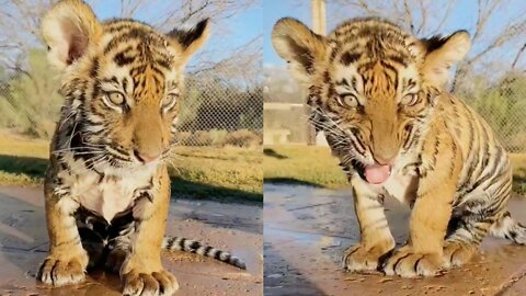 Most Funny and Cute Baby Tiger Videos