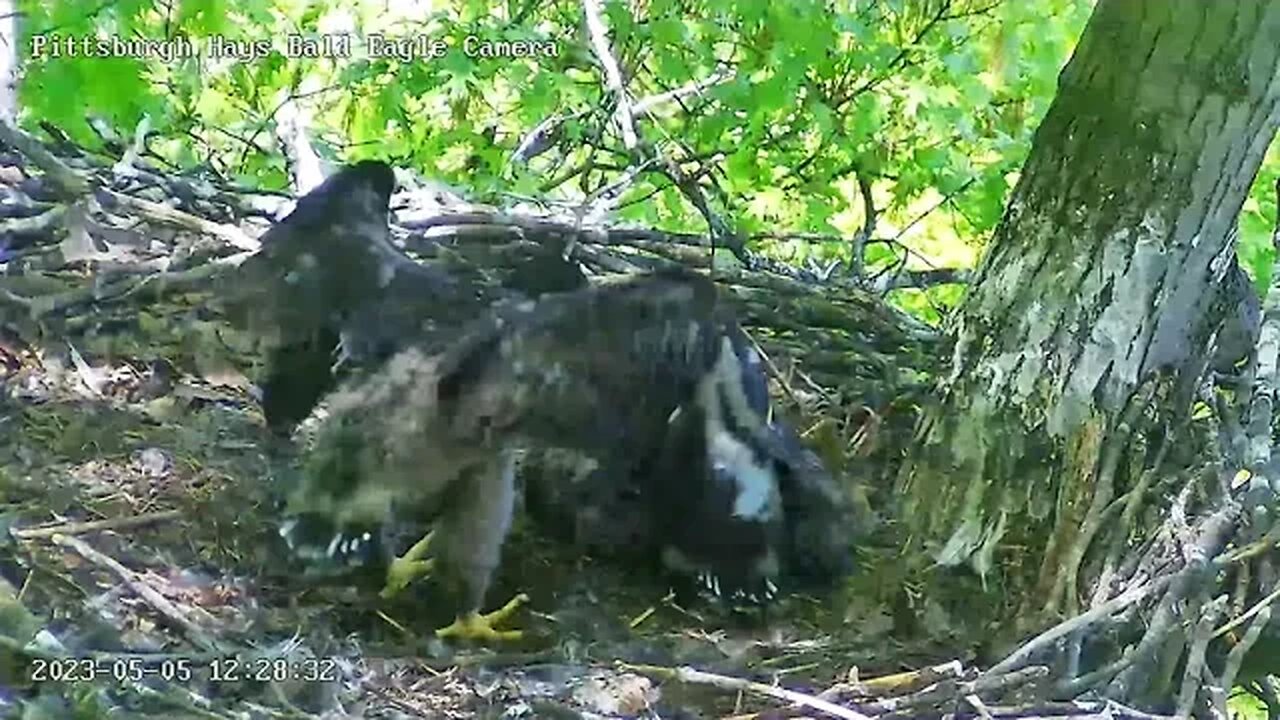 Hays Eagles H20 wingers, hops, stretch and snack some more, ahh the good life! 05-04-2023 12:28