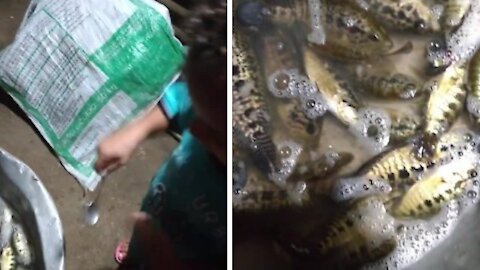 FISHERMAN PICKS SEVERAL STRANGE AND BEAUTIFUL FISH FOR FOOD