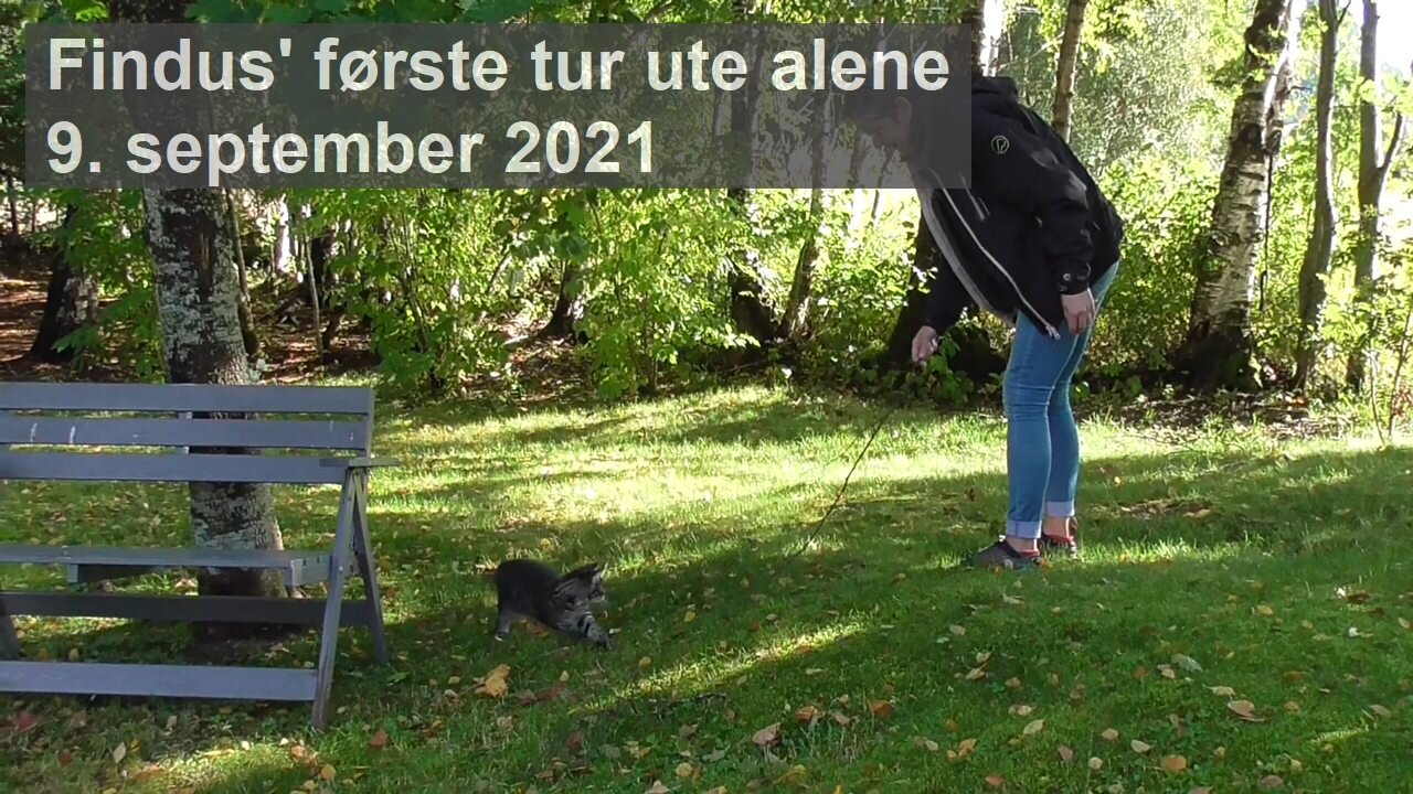 Findus' første tur ute alene 09.09.2021