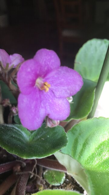 My collection of African Violets
