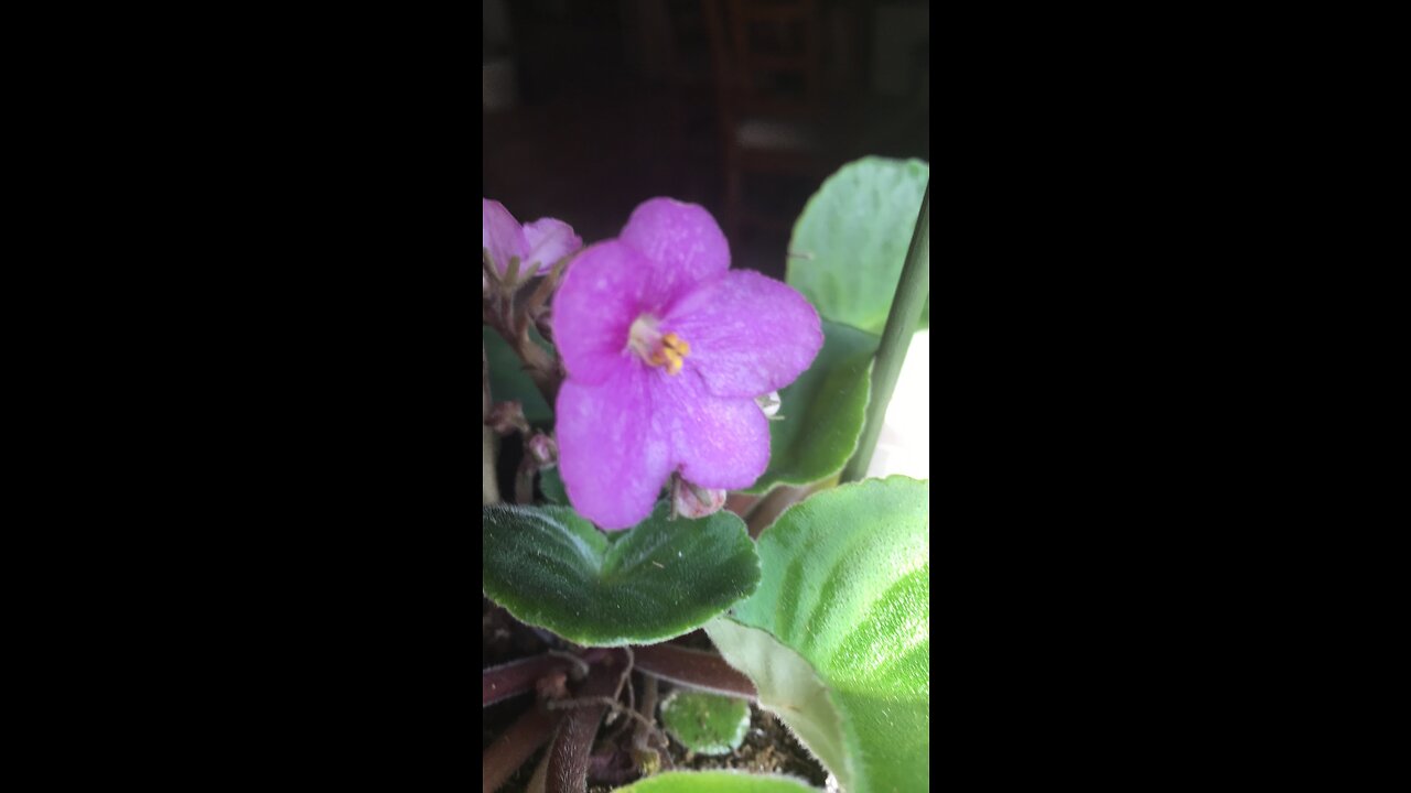 My collection of African Violets