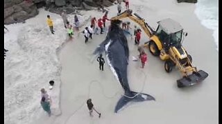 Stranded whale is rescued in Brazilian beach